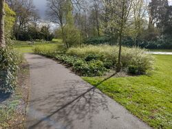 Shrubbery in a park.jpg