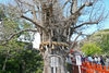 Ooityou Tree 2008.jpg