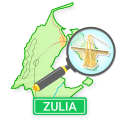 Estado Zulia