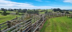 A stockyard used to hold livestock before they're loaded onto a truck