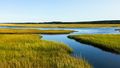 Tidal channels in a salt marsh