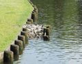 An example for water fowl in Lübeck, Germany