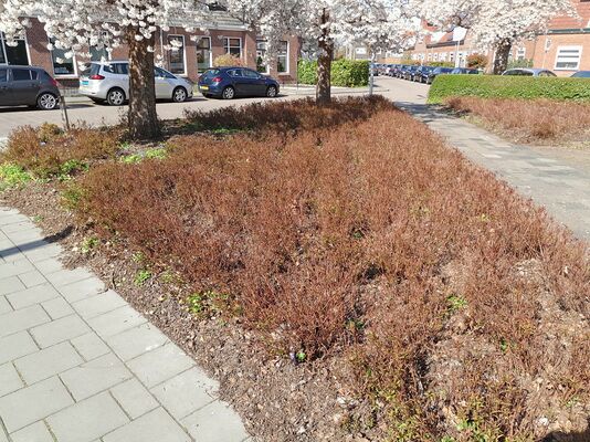 Shrubbery with trees..jpg