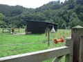 Horses near shelter.jpg