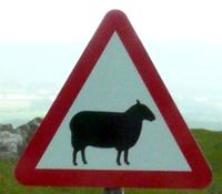 UK Hazard Sheep.JPG